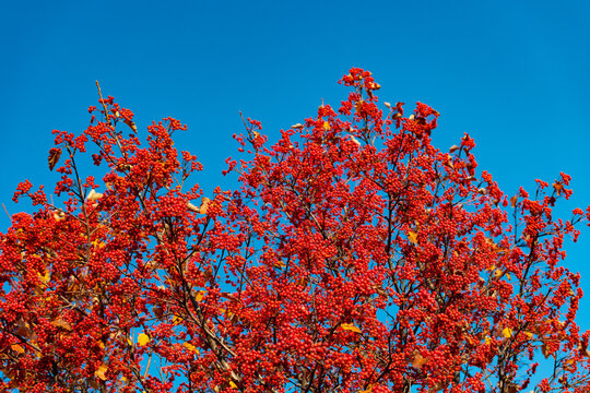 red autumn rowanberry branch. season red autumn rowanberry. autumn season with red rowanberry