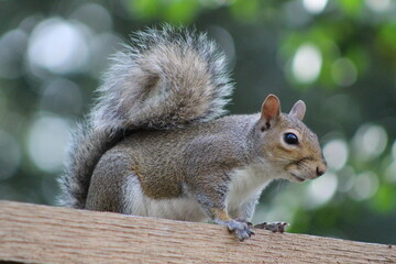 a grey squirrel