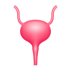 Human bladder internal organ anatomy model isolated on a white background. Medicine and science concept. 3D icon vector illustration. For advertisements about health care.