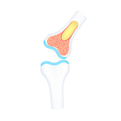 Cross section of knee bone joint human internal organ anatomy model isolated on a white background. Medicine and science concept. 3D icon vector illustration. For advertisements about health care.