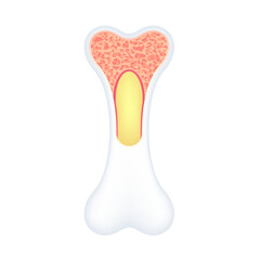 Cross section of knee bone joint human internal organ anatomy model isolated on a white background. Medicine and science concept. 3D icon vector illustration. For advertisements about health care.