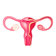 Cross section of female uterus human internal organ anatomy model isolated on a white background. Medicine and science concept. 3D icon vector illustration. For advertisements about health care.