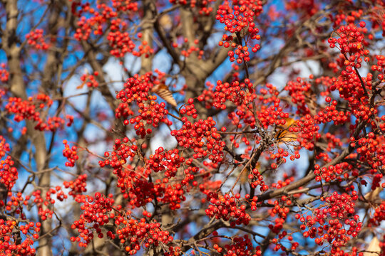 rowan tree with berry on branch and sky background