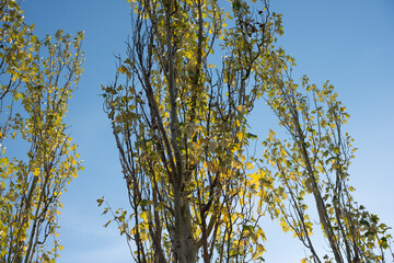 glancing up at columnar poplars with autumn leaves on a blue sky