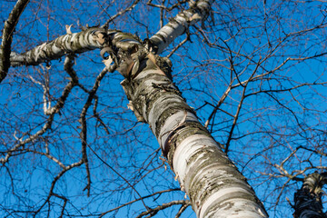 glancing up at a bare birch tree with many small branches on a blue sky