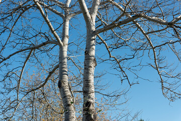 Quaking Aspen (Populus tremuloides) (?) or bare poplar tree with branches on a deep azure blue sky 