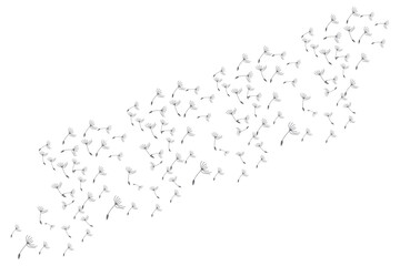 Dandelion Logo, Vector Plant Dandelion flower, Design Icon Template