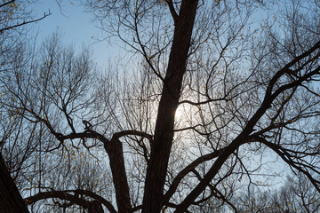 bare willow tree in near silhouette on a darkish blue sky