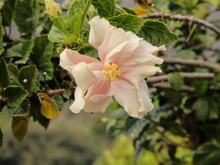 Una flor de color blanco con tonos rosas y hojas verdes