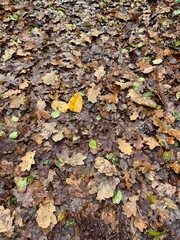 autumn leaves on the ground