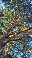 日本のしだれ杉／Japanese weeping cedar／일본의 수양 삼나무