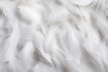 Fototapeta na wymiar White feathers background