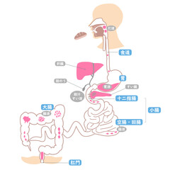 人体　解剖図　消化器　カラー