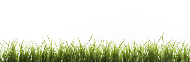Fototapeta premium A row of green grass blades is isolated on a white