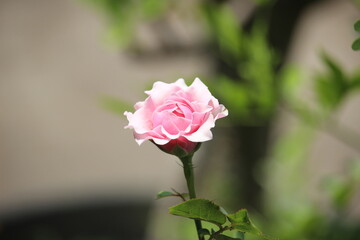close up of beautiful pink roses blooming