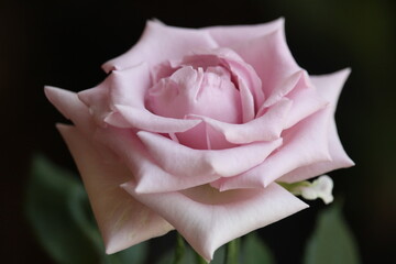 close up of beautiful pink roses blooming