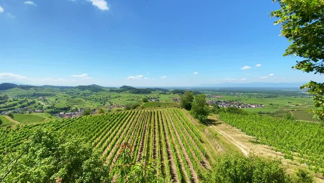 Kaiserstuhl Endingen, Weinberge, Deutschland 