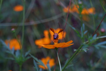 orange bee on flower