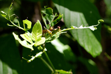Grasshopper eats leaves