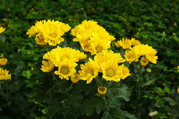 Yellow chrysanthemum plants herbs flowers
