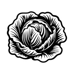 Hand Drawn Illustration of Cabbage. SVG Vector