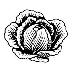Hand Drawn Illustration of Cabbage. SVG Vector