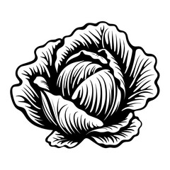 Hand Drawn Illustration of Cabbage. SVG Vector