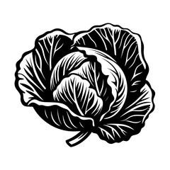 Hand Drawn Illustration of Cabbage. SVG Vector