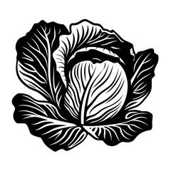 Hand Drawn Illustration of Cabbage. SVG Vector