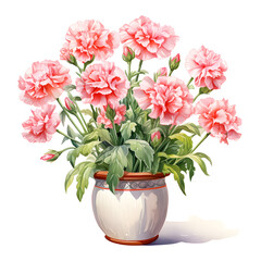 Carnations, Flowers, Watercolor illustrations
