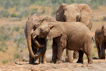Young African elephants (Loxodonta africana) playing in mud, Addo Elephant National Park, South Africa.