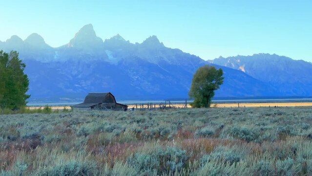 Grand Teton National Park Mormon Row Moulton Barns wind tall grass fall Aspen golden yellow trees Jackson Hole Wyoming beautiful blue sky late afternoon sunset cinematic pan left motion slowly