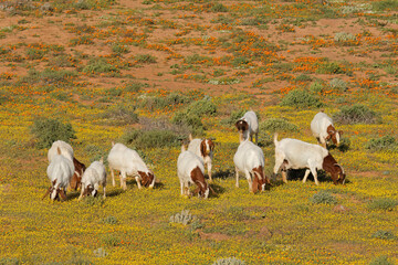 Free-range goats feeding in a field with yellow wild flowers, Namaqualand, South Africa.
