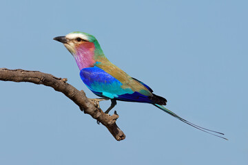 Lilac-breasted roller (Coratias caudata) perched on a branch, Kruger National Park, South Africa.