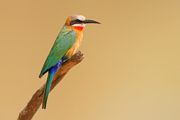 A white-fronted bee-eater (Merops bullockoides) perched on a branch, Kruger National Park, South Africa.