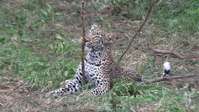A young leopard plays with a stick while lying in the grass. close up