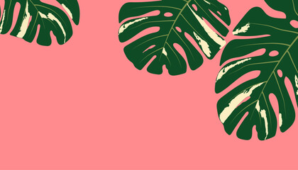 dark green monstera leaves on pink background with copy space or empty. big and small leaf