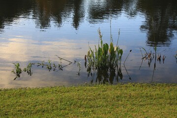 Obraz premium Aquatic type plants in the calm pond