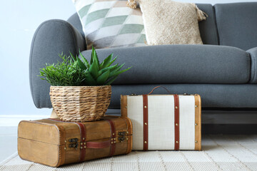 Grey sofa with cushions, suitcases and houseplants in living room
