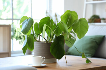 Pot with houseplant and cup of coffee on wooden table in living room, closeup