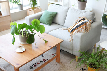 Interior of living room with grey sofa and houseplants