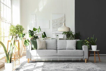Interior of light living room with comfortable grey sofa and houseplants - obrazy, fototapety, plakaty