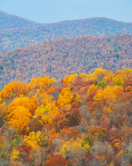 Fall colors in display at Shenandoah National Park, Virginia