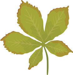 Buckeye leaf illustration