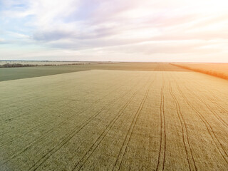 Aerial view on green wheat field in countryside. Field of wheat blowing in the wind on sunset....