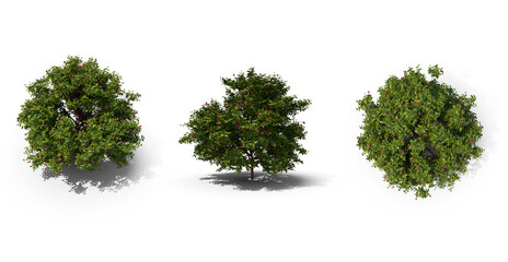 Fototapeta premium flowering bush on transparent background