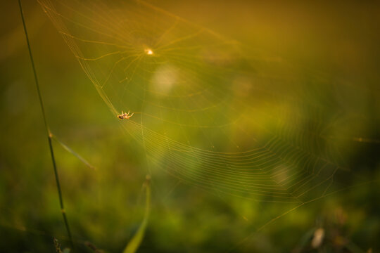 spider on the web.