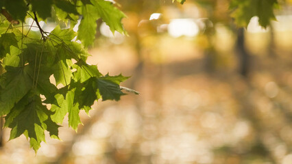 Park view. Peaceful mood. Enjoying nature. Green tree leaves on blur background copy space.