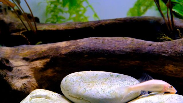 Animal Videography. Animal Close up. Footage of Chinese algae eater fish swimming freely in the aquarium. Shot in Macro lens with 4K Resolution