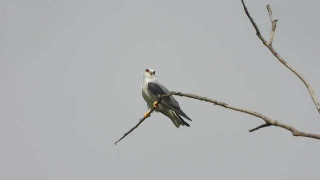 Black - winged kite  relaxing on tree .